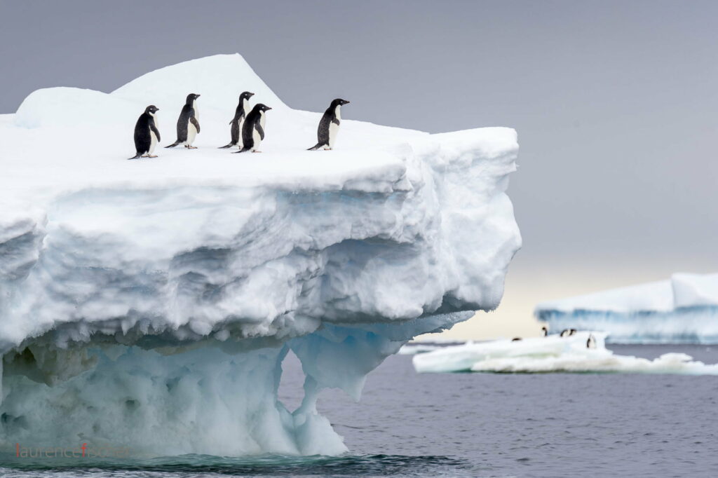 Antarctique, aux confins du monde